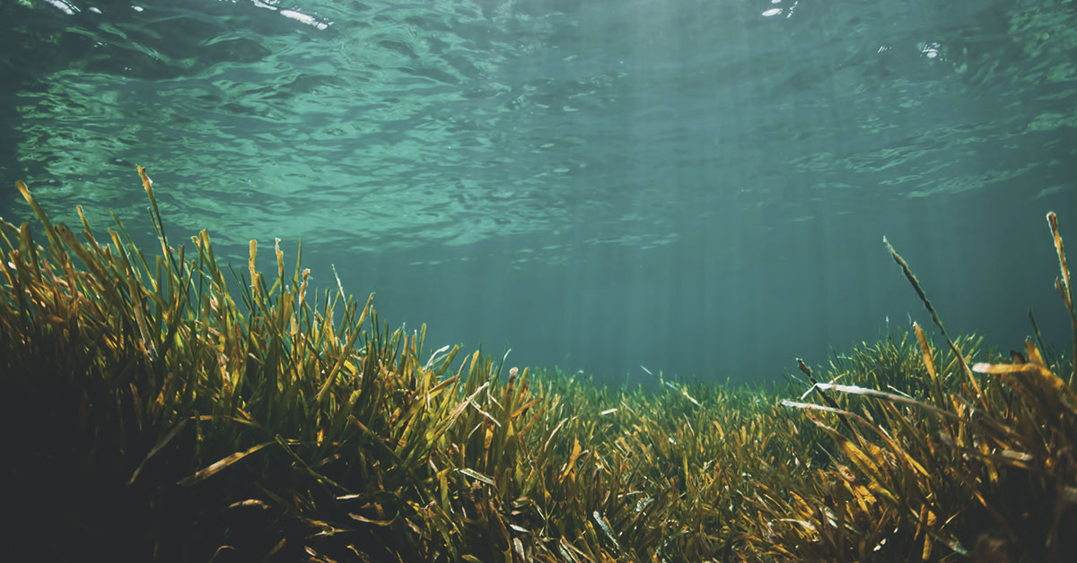 posidonia oceanica de ibiza